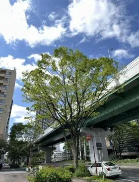 ネットプラザ柳橋の外観
