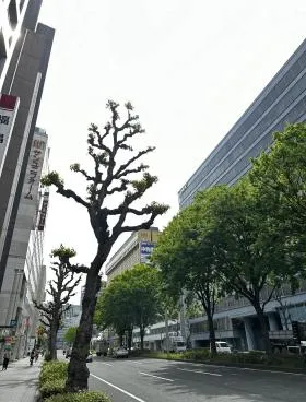 ステラ錦の外観
